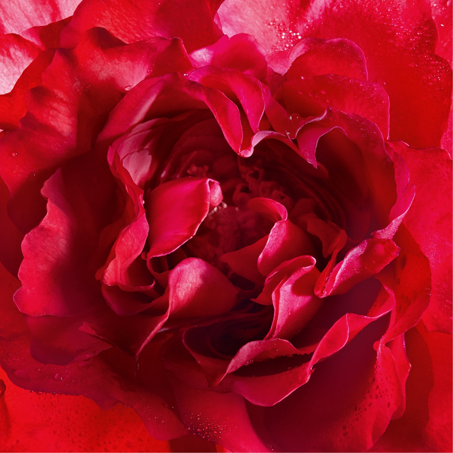 Guerlain Mon Bloom of Rose Eau de Parfum for Women — image 2