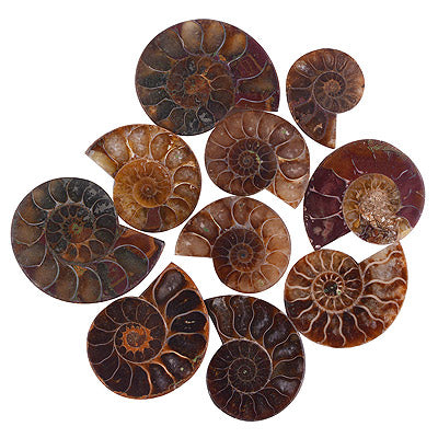 10 Pcs Natural Ammonite Standard Quality Cabochon Gemstones Free Size Lot - RS30900184-3