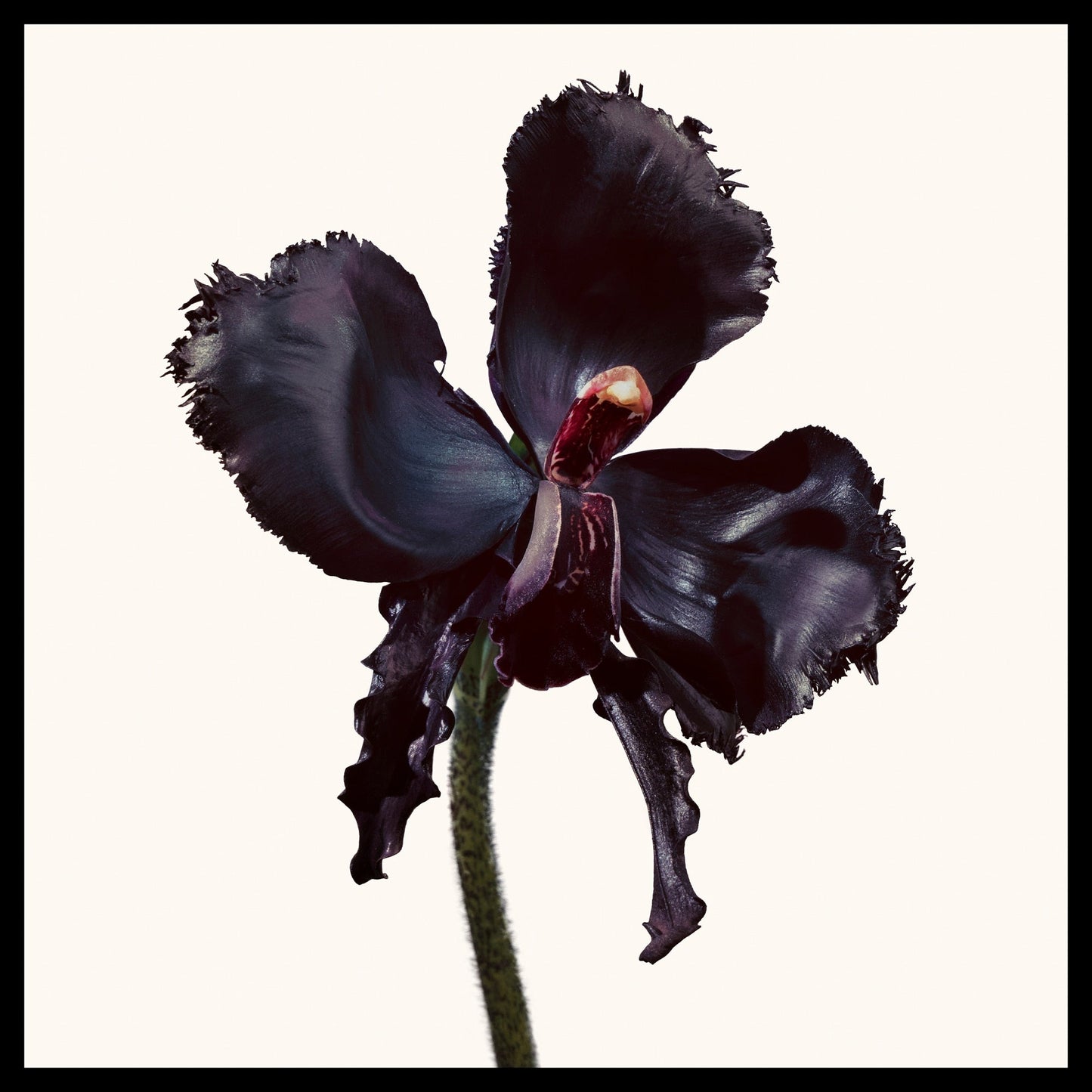 Tom Ford Black Orchid Reserve Parfum, 100.0 ml, Alt | TF Beauty India